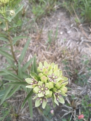 Asclepias viridis