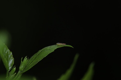 Graphocephala coccinea