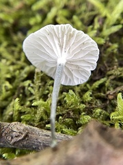 Tetrapyrgos nigripes