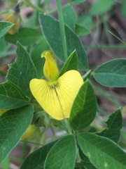 Crotalaria sagittalis