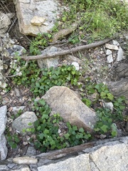 Menispermum dauricum