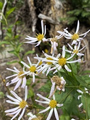 Eucephalus engelmannii