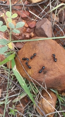 Camponotus compressus