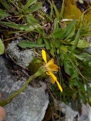 Jacobaea abrotanifolia