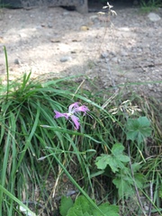 Dianthus superbus