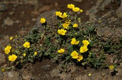 Potentilla crantzii