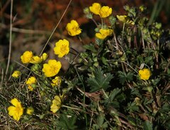 Potentilla crantzii