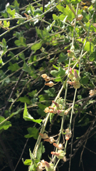 Malacothamnus fasciculatus