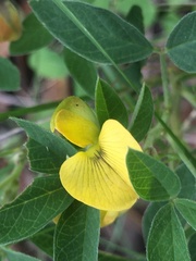 Crotalaria sagittalis