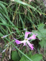 Dianthus superbus