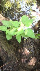 Solanum emulans
