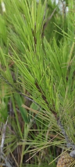 Pinus halepensis