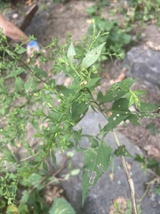Magnoliopsida