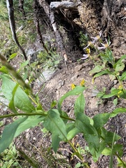 Eucephalus engelmannii