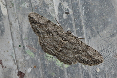 Anavitrinella pampinaria