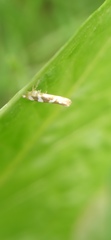 Argyresthia goedartella