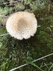 Amanita amerirubescens