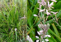 Trachyandra tabularis