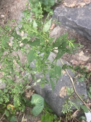 Magnoliopsida