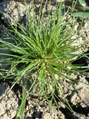 Fimbristylis vahlii