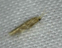 Hydroptilidae