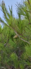 Pinus halepensis