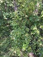 Rhododendron dauricum