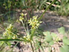 Cyperus dentatus