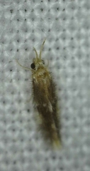 Hydroptilidae
