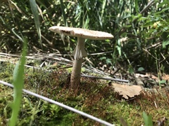 Amanita amerirubescens