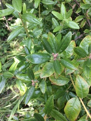 Rhododendron dauricum