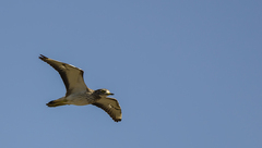 Burhinus oedicnemus