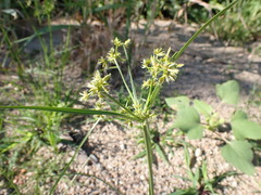Cyperus dentatus