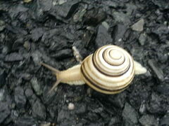 Caucasotachea vindobonensis