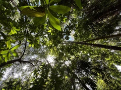 Alstonia macrophylla