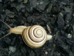 Caucasotachea vindobonensis