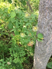 Clematis alpina sibirica