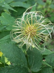 Clematis alpina sibirica