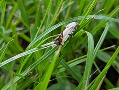 Acontiini