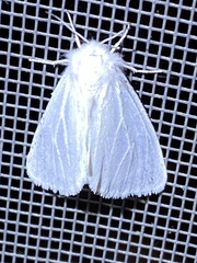 Spilosoma congrua