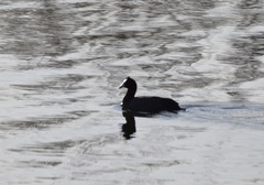 Fulica cristata