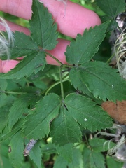 Clematis alpina sibirica