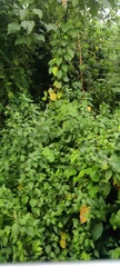 Chromolaena odorata
