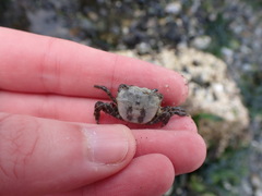 Hemigrapsus oregonensis