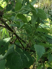 Clematis alpina sibirica
