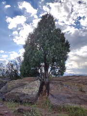 Juniperus scopulorum
