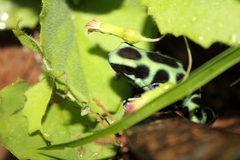 Dendrobates auratus