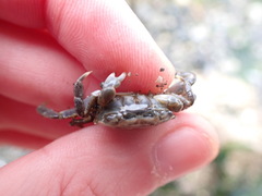 Hemigrapsus oregonensis