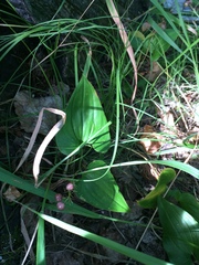 Maianthemum bifolium