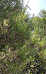 Pinus halepensis